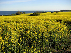 Blühendes Rapsfeld