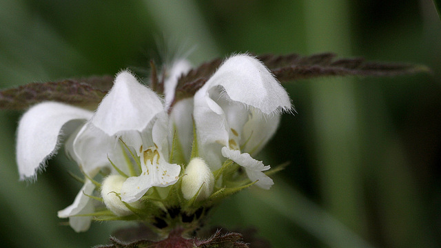 "Ortie blanche"