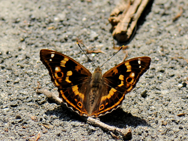 Kleiner Schillerfalter