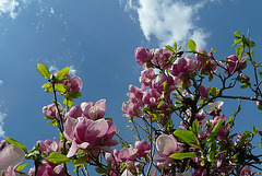 Blühende Magnolie