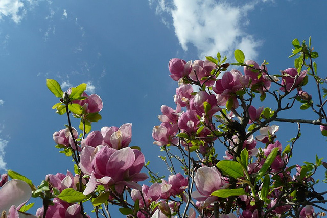Blühende Magnolie