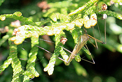 20100505 2878Mw [D~LIP] Kohlschnake (Tipula oleracea), Bad Salzuflen