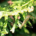 20100505 2878Mw [D~LIP] Kohlschnake (Tipula oleracea), Bad Salzuflen