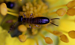 20100610 5143Mw [D~LIP] Ohrwurm, Bad Salzuflen