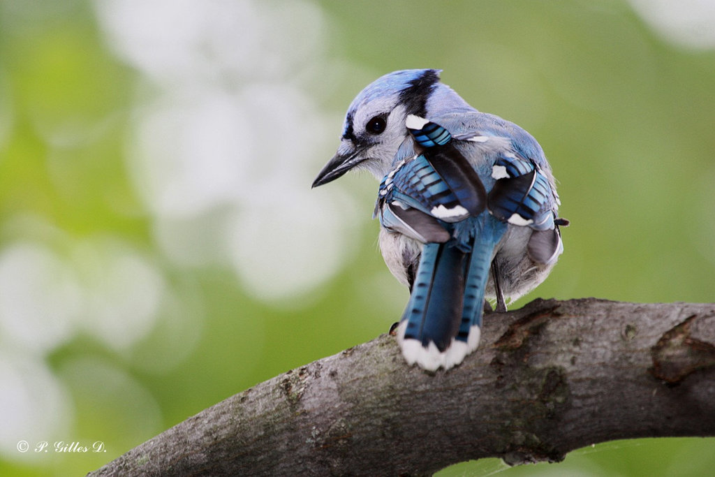 .... un photographe... faisons la pose!