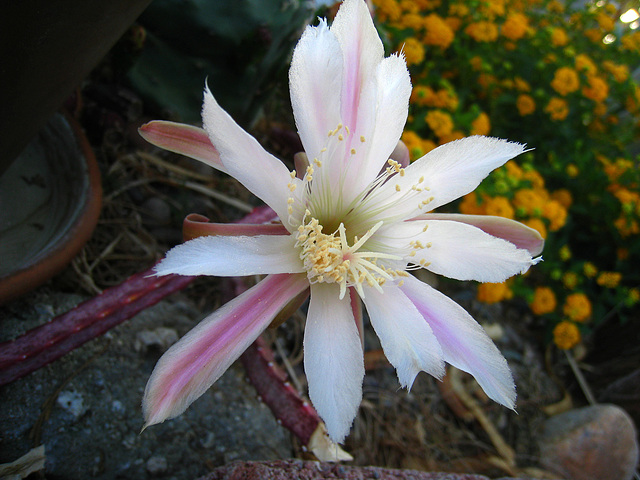 Cactus Flower (5772)