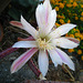 Cactus Flower (5772)