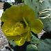 Cactus Flower - First Bloom (5775)