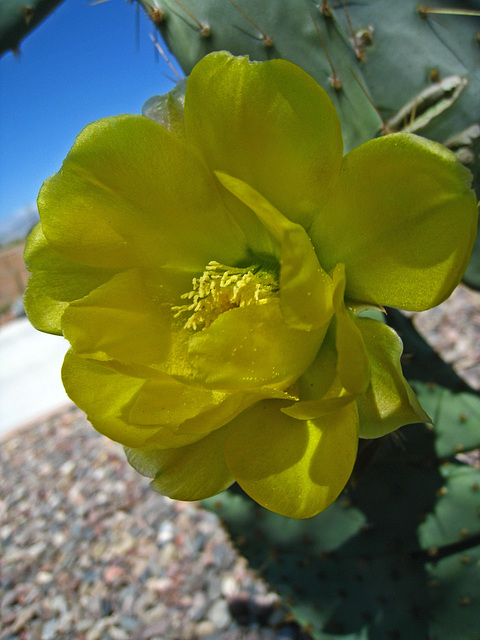 Cactus Flower - First Bloom (5776)