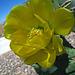 Cactus Flower - First Bloom (5776)