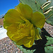 Cactus Flower - First Bloom (5777)