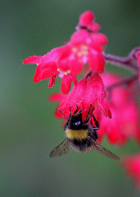 20100610 5147Mw [D~LIP] Purpurglöckchen, Hummel, Bad Salzuflen