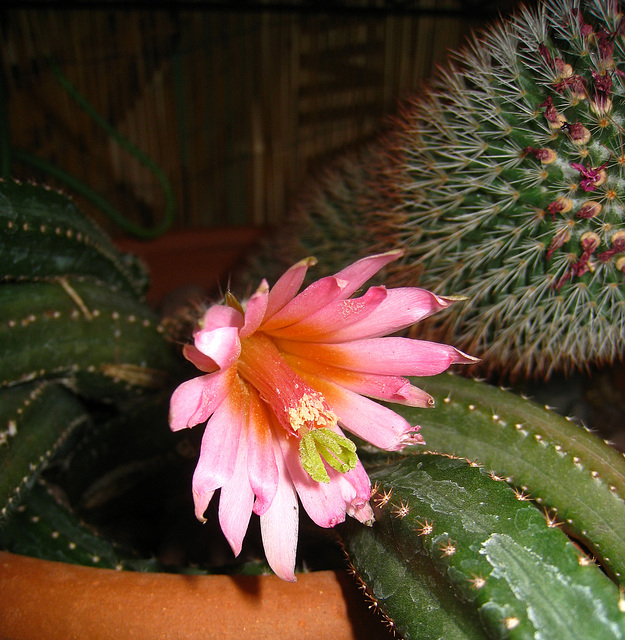 Cactus Flower - First Bloom (5778)