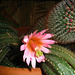 Cactus Flower - First Bloom (5778)