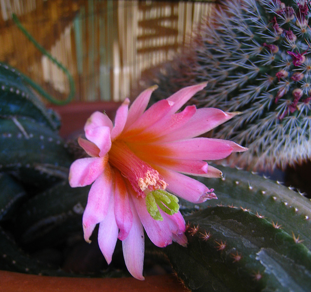 Cactus Flower - First Bloom (5780)