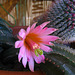 Cactus Flower - First Bloom (5780)