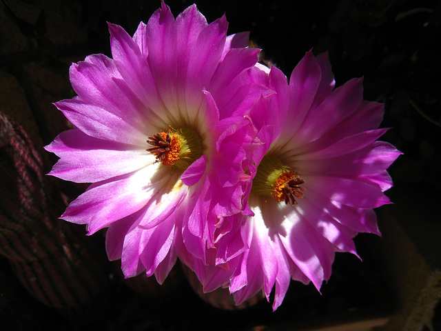 Cactus Flowers (5774)