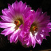 Cactus Flowers (5774)
