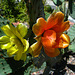 Cactus Flowers (5790)