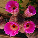 Cactus Flowers (5791)