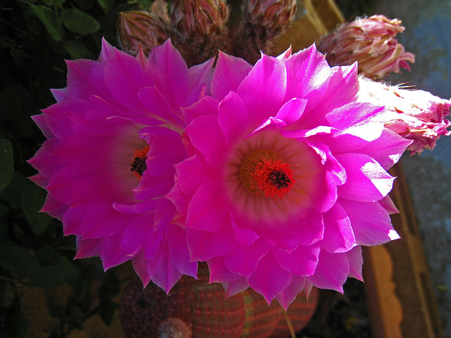 Cactus Flowers (5792)