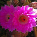 Cactus Flowers (5792)