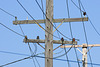 Old City Light and Power, Indiana Michigan Power Utility Pole