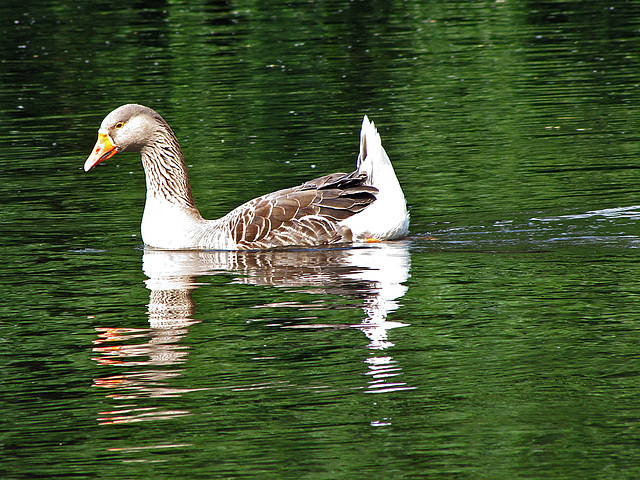 IMG 1425 Gans auf grüner IlmenAu