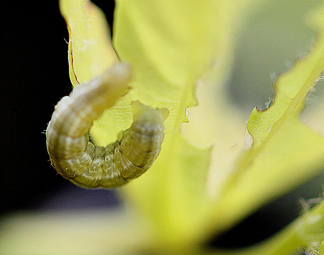 20100509 3108Mw [D~LIP] Raupe, Bad Salzuflen