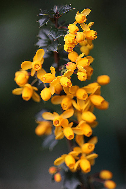 20100509 3123Mw [D~LIP] Dotterberberitze, Bad Salzuflen