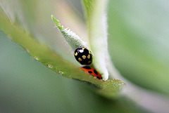 20100509 3127Mw [T~G] Trockenrasen-Marienkäfer  (Coccinula quatuordecimpustulata), Marienkäfer, Bad Salzuflen