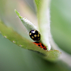20100509 3127Mw [T~G] Vierzehnpunkt-Marienkäfer (Propylea quatuordecimpustulata), Marienkäfer, Bad Salzuflen