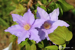 Clematis - "The President"