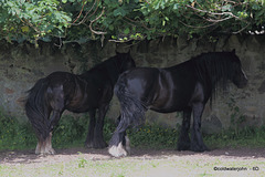 @ 85F sensible horses seek the shade at midday.