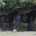 @ 85F sensible horses seek the shade at midday.
