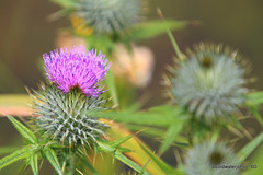 Ouch! Scotch Thistle in Bloom