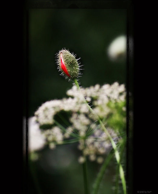 Mohn