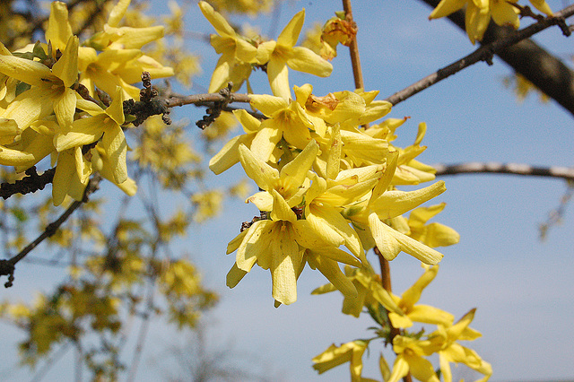 floranta forsitio