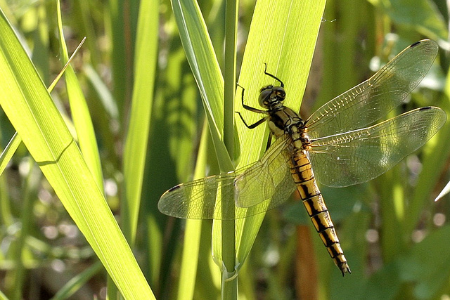 Mme Orthetrum réticulé