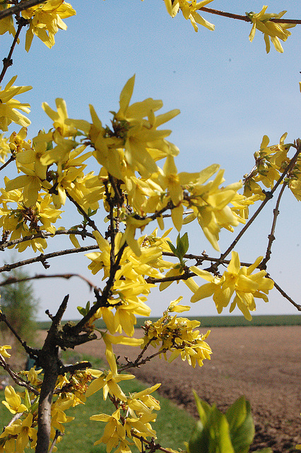 floranta forsitio apud agro