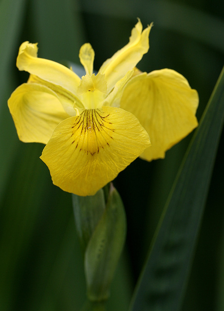 Iris Pseudoacorus