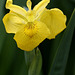 Iris Pseudoacorus