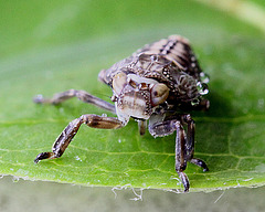 20100509 3152Mw [D~LIP] Echte Käferzikade (Issus coleoptratus), Larve, Bad Salzuflen