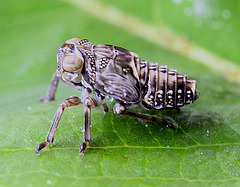 20100509 3155Mw [D~LIP] Echte Käferzikade (Issus coleoptratus), Larve, Bad Salzuflen