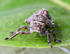 20100509 3156Mw [D~LIP] Echte Käferzikade (Issus coleoptratus), Larve, Bad Salzuflen