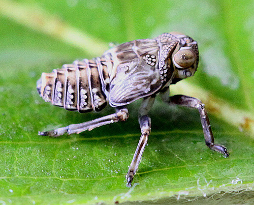 20100509 3159Mw [D~LIP] Echte Käferzikade (Issus coleoptratus), Larve, Bad Salzuflen