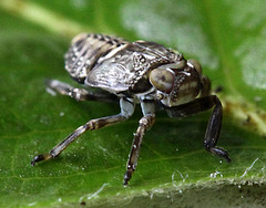 20100509 3165Mw [D~LIP] Echte Käferzikade (Issus coleoptratus), Larve, Bad Salzuflen