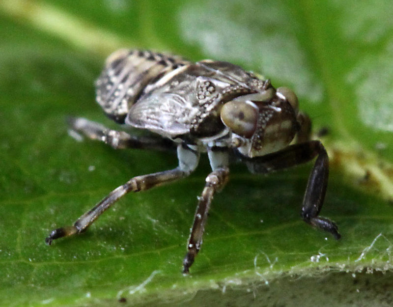 20100509 3165Mw [D~LIP] Echte Käferzikade (Issus coleoptratus), Nymphe, Bad Salzuflen