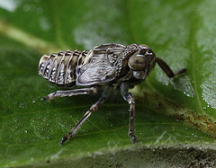 20100509 3166Mw [D~LIP] Echte Käferzikade (Issus coleoptratus), Larve, Bad Salzuflen