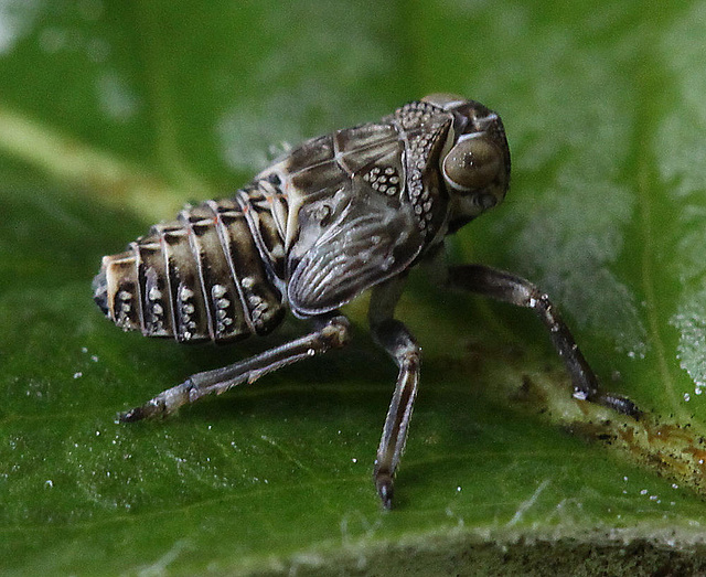 20100509 3167Mw [D~LIP] Echte Käferzikade (Issus coleoptratus), Larve, Bad Salzuflen